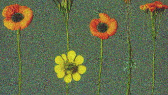 Flowers Blooming Backwards Into Noise Trailer