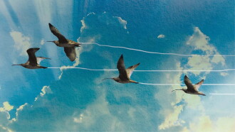 Flyways: The Untold Journey of Migratory Shorebirds Trailer