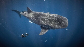 For the Love of Sharks Trailer