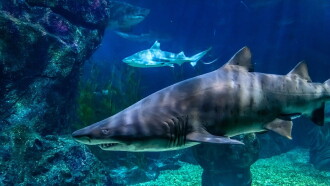 Forecast Shark Attack Trailer