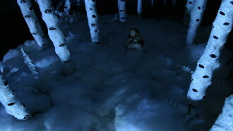Forest Trailer