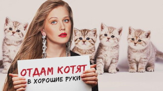 Free Kittens to Good Home Trailer