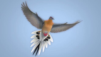 From Billions to None: The Passenger Pigeon's Flight to Extinction Trailer