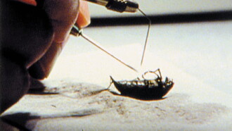 From Stag Beetle to Swastika Trailer