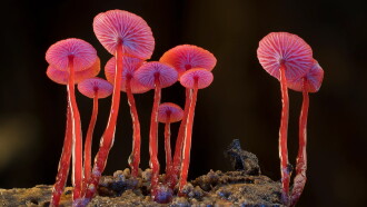Fungi: The Web of Life Trailer