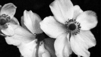Für P. (Weiße Blumen) Trailer