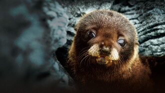 Fur Seals Trailer