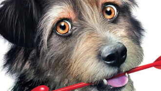 Gabe the Cupid Dog Trailer