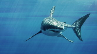 Game of Sharks Trailer
