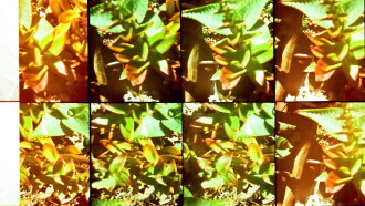Gardens Trailer