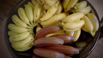 Gardons la banane ! Trailer
