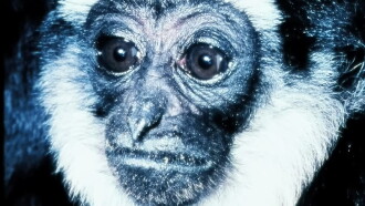 Gibbons: The Forgotten Apes In Peril Trailer