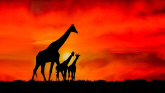 Giraffe: African Giant Trailer