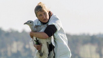 Glorious Bustards Trailer