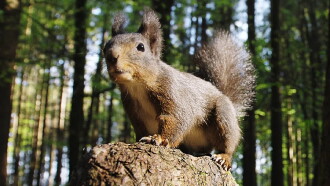 Going Nuts: Tales from the Squirrel World Trailer