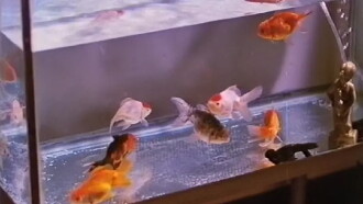 Goldfish Trailer