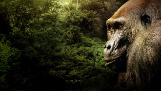 Gorillas Close Up Trailer