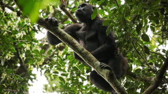 Gorillas of Gabon Trailer