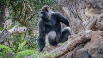 Gorillas: Rumble in the Jungle Trailer