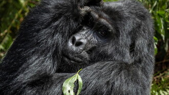 Gorillas unter Stress Trailer