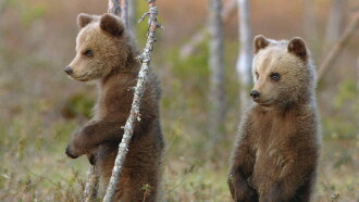 Grandir en pleine nature Trailer