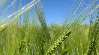 grass grows from the middle – thinking like grass Trailer