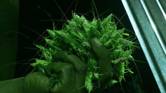 Grasshopper Republic Trailer