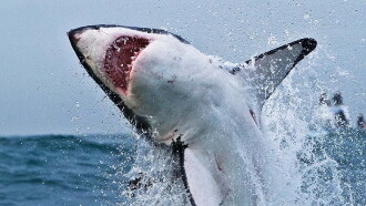 Great Shark Chow Down Trailer