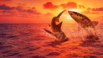 Great White Fight Club Trailer