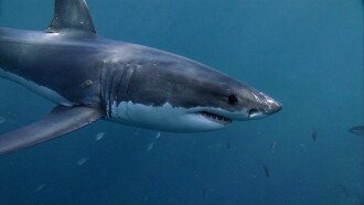 Great White Odyssey Trailer