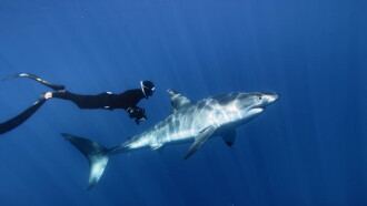 Great White Shark Trailer