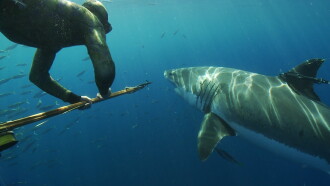Great White Shark: Beyond the Cage of Fear Trailer