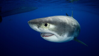 Great White vs Tiger Shark Trailer