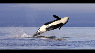 Great Wildlife Moments Trailer