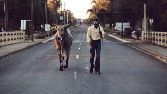 Grey Bull Trailer