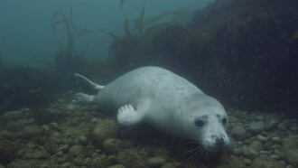 Grey Seals: A Journey of Survival Trailer