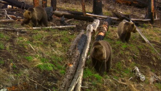 Grizzly Trailer