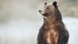 Grizzly 399: Queen of the Tetons Trailer