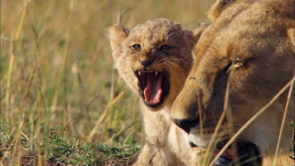 Growing Up Wild Trailer