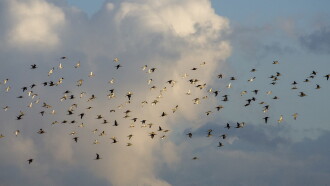 Grutto! De reis van onze nationale vogel Trailer