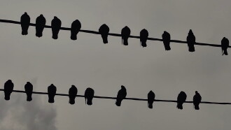 Guano Trailer