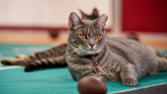 Hallmark Channel's 1st Annual Cat Bowl Trailer