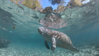Hamilton's Journey - Manatees in a New Light Trailer