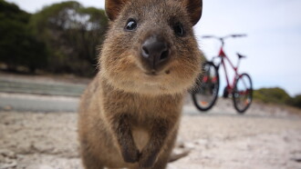 Happy Animals Trailer