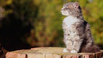 Happy as a Cat Trailer