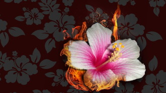 Hawaii: The Stolen Paradise Trailer