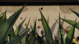 Heart of Maguey Trailer