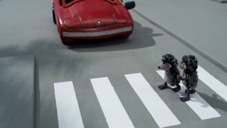 Hedgehogs and The City Trailer