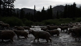 Hell Roaring Creek Trailer