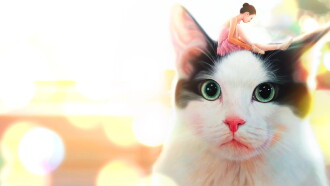 Hello, My Cat Trailer